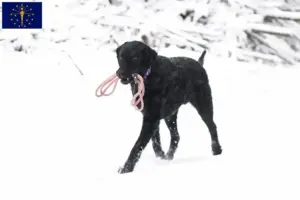 Read more about the article Curly Coated Retriever breeders and puppies in Indiana