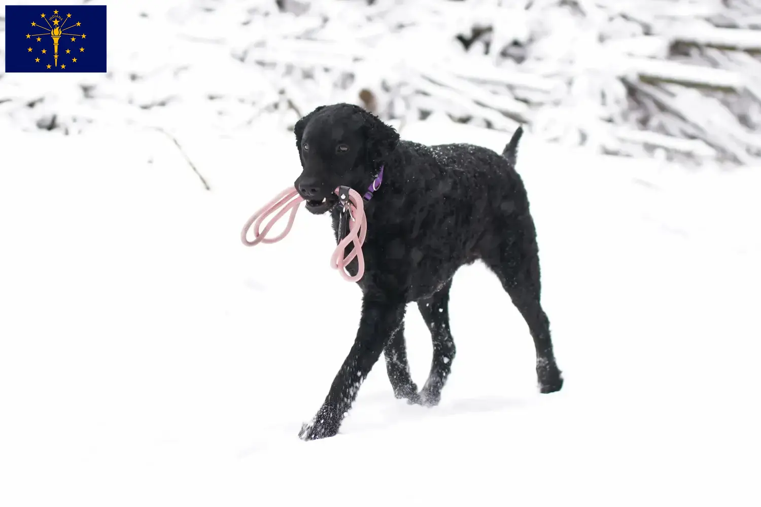 Curly Coated Retriever puppies and breeders Indiana Find Curly Coated Retriever breeders in Indiana.
