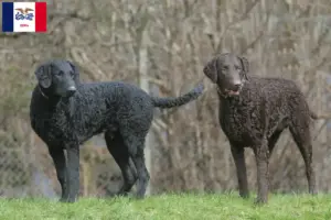 Read more about the article Curly Coated Retriever breeders and puppies in Iowa