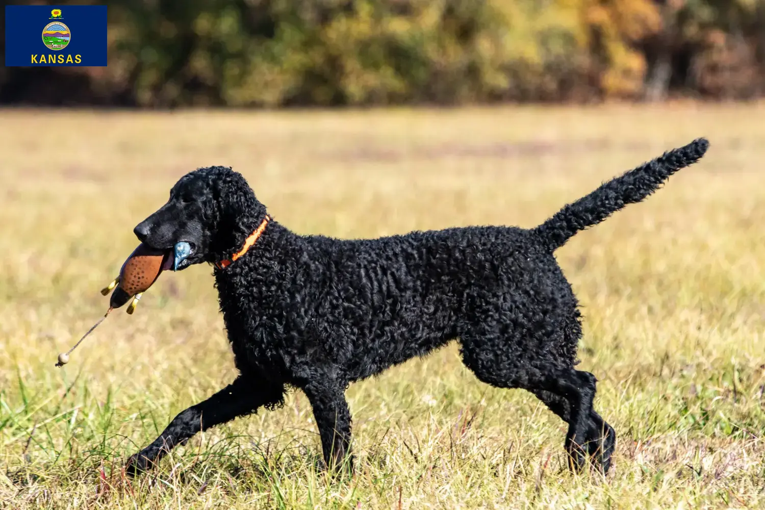 Curly Coated Retriever puppies and breeders Kansas Find Curly Coated Retriever breeders in Kansas.