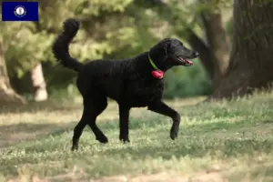 Read more about the article Curly Coated Retriever breeders and puppies in Kentucky