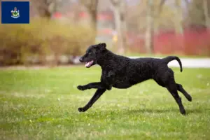 Read more about the article Curly Coated Retriever breeders and puppies in Maine