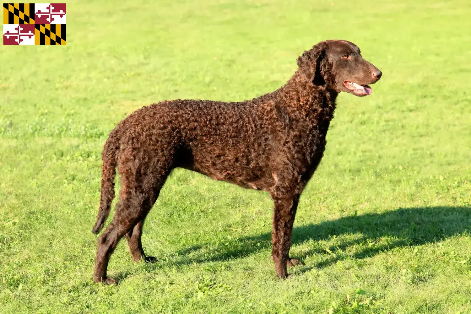 Curly Coated Retriever puppies and breeders Maryland Find Curly Coated Retriever breeders in Maryland.