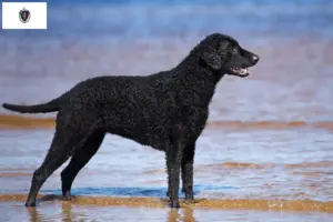 Read more about the article Curly Coated Retriever breeders and puppies in Massachusetts