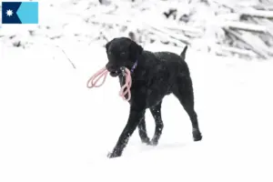 Read more about the article Curly Coated Retriever breeders and puppies in Minnesota