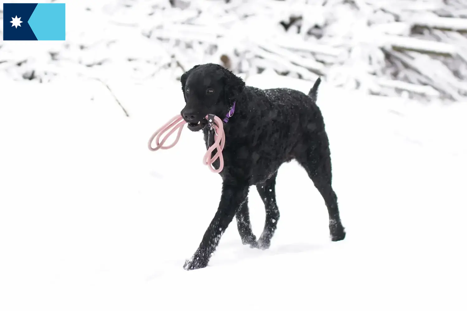 Read more about the article Curly Coated Retriever breeders and puppies in Minnesota