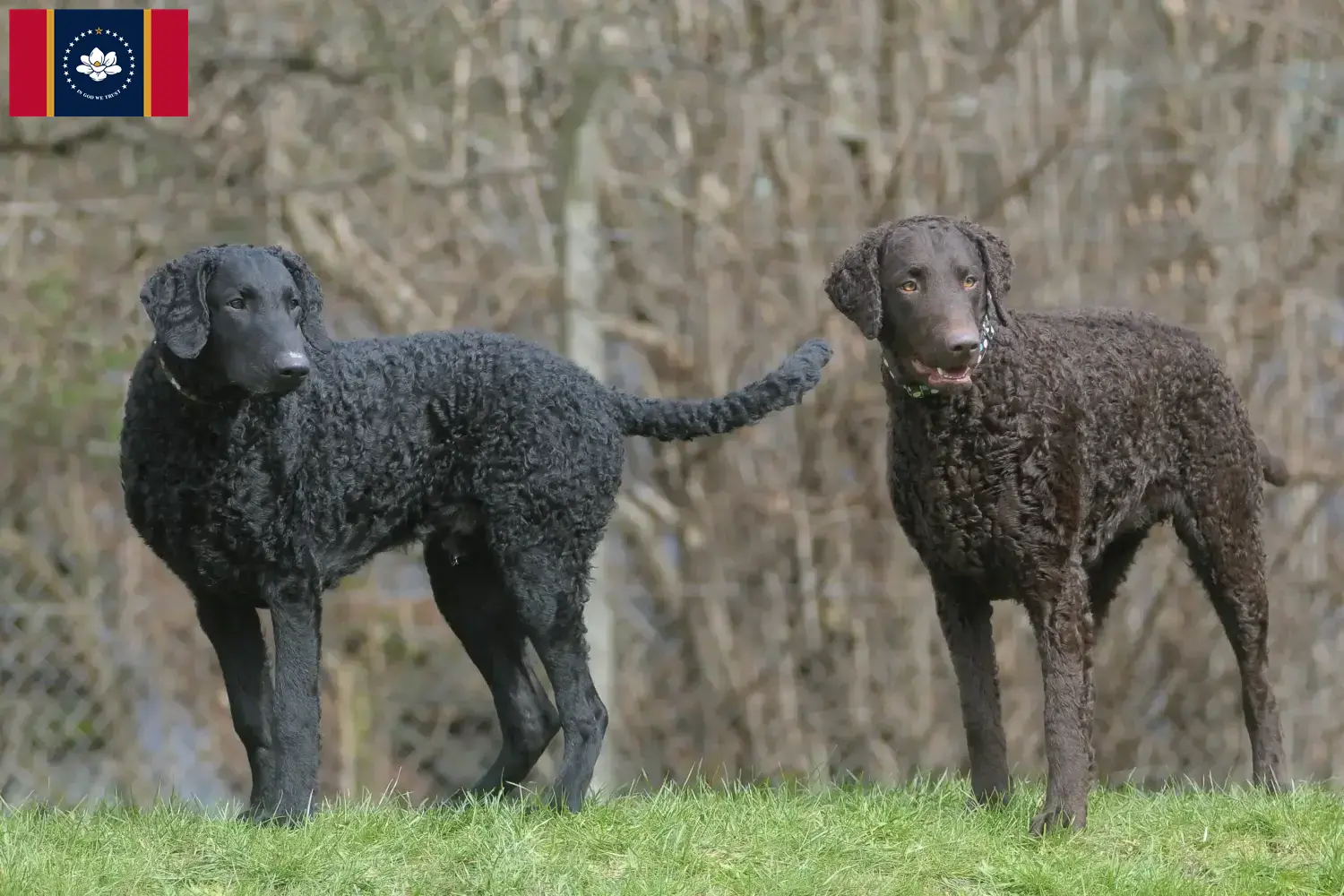 Curly Coated Retriever puppies and breeders Mississippi Find Curly Coated Retriever breeders in Mississippi.
