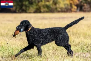 Read more about the article Curly Coated Retriever breeders and puppies in Missouri