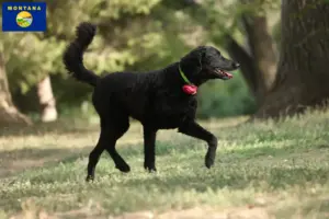 Read more about the article Curly Coated Retriever breeders and puppies in Montana