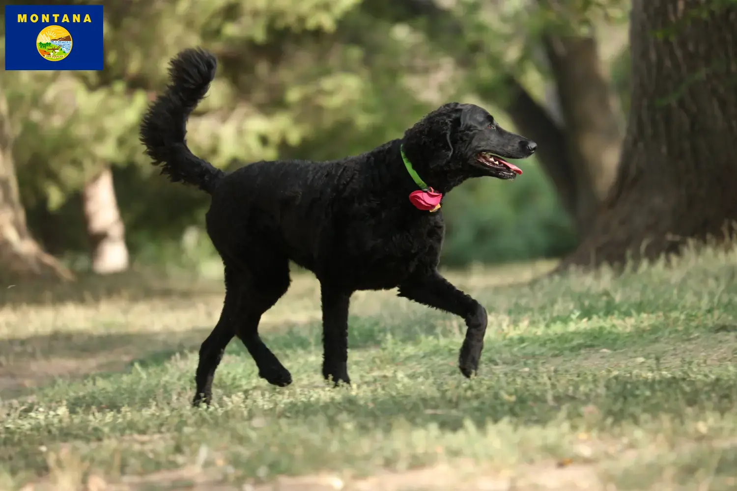 Curly Coated Retriever puppies and breeder Montana Find Curly Coated Retriever breeders in Montana.