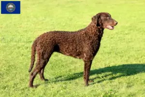 Read more about the article Curly Coated Retriever breeders and puppies in New Hampshire