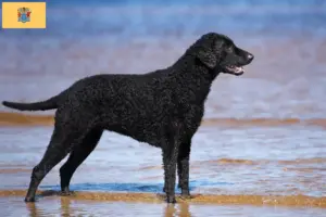 Read more about the article Curly Coated Retriever breeders and puppies in New Jersey