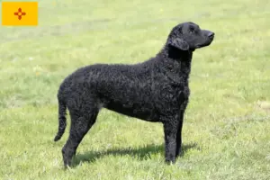 Read more about the article Curly Coated Retriever breeders and puppies in New Mexico