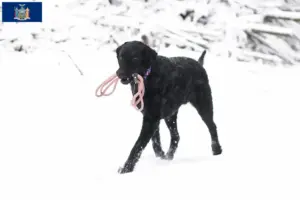 Read more about the article Curly Coated Retriever breeders and puppies in New York