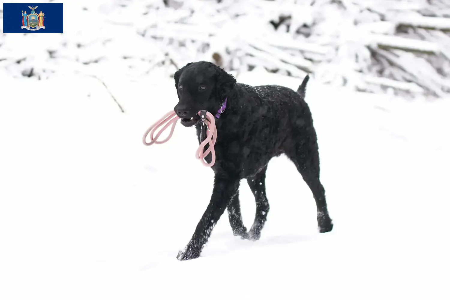 Curly Coated Retriever puppies and breeders New York Find Curly Coated Retriever breeders in New York.