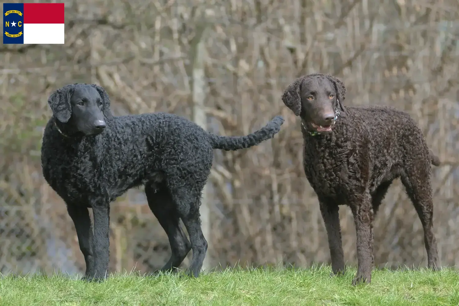 Curly Coated Retriever puppies and breeders North Carolina Find Curly Coated Retriever breeders in North Carolina.