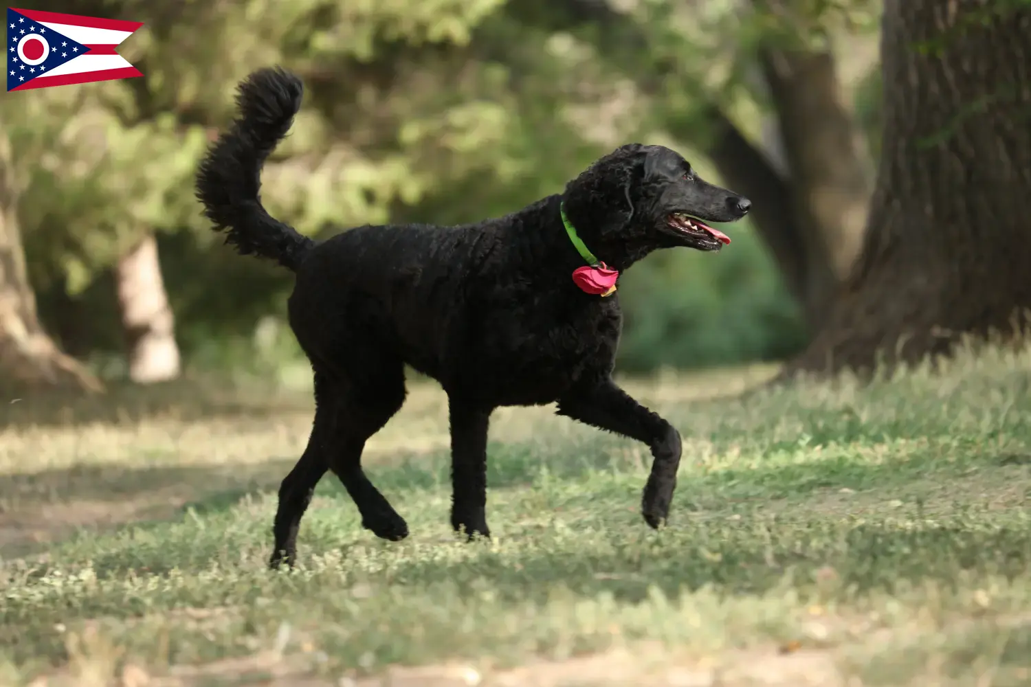 Curly Coated Retriever puppies and breeders Ohio Find Curly Coated Retriever breeders in Ohio.