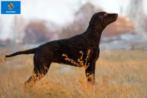 Read more about the article Curly Coated Retriever breeders and puppies in Oklahoma