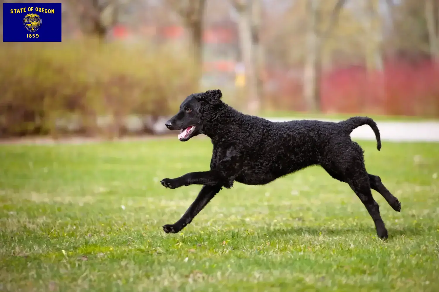 Curly Coated Retriever puppies and breeders Oregon Find Curly Coated Retriever breeders in Oregon.