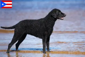 Read more about the article Curly Coated Retriever breeders and puppies in Puerto Rico