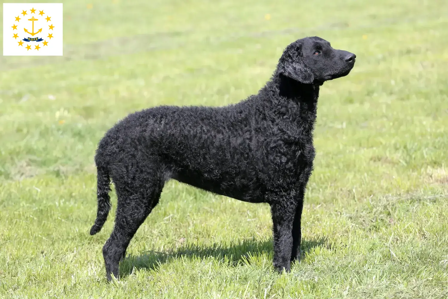 Curly Coated Retriever puppies and breeders Rhode Island Find Curly Coated Retriever breeders in Rhode Island.