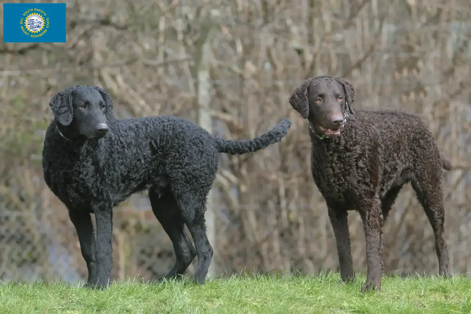 Curly Coated Retriever puppies and breeders South Dakota Find Curly Coated Retriever breeders in South Dakota.