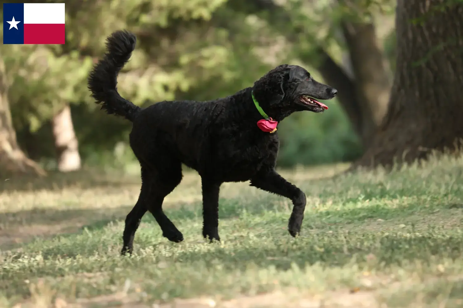 Curly Coated Retriever puppies and breeders Texas Find Curly Coated Retriever breeders in Texas.