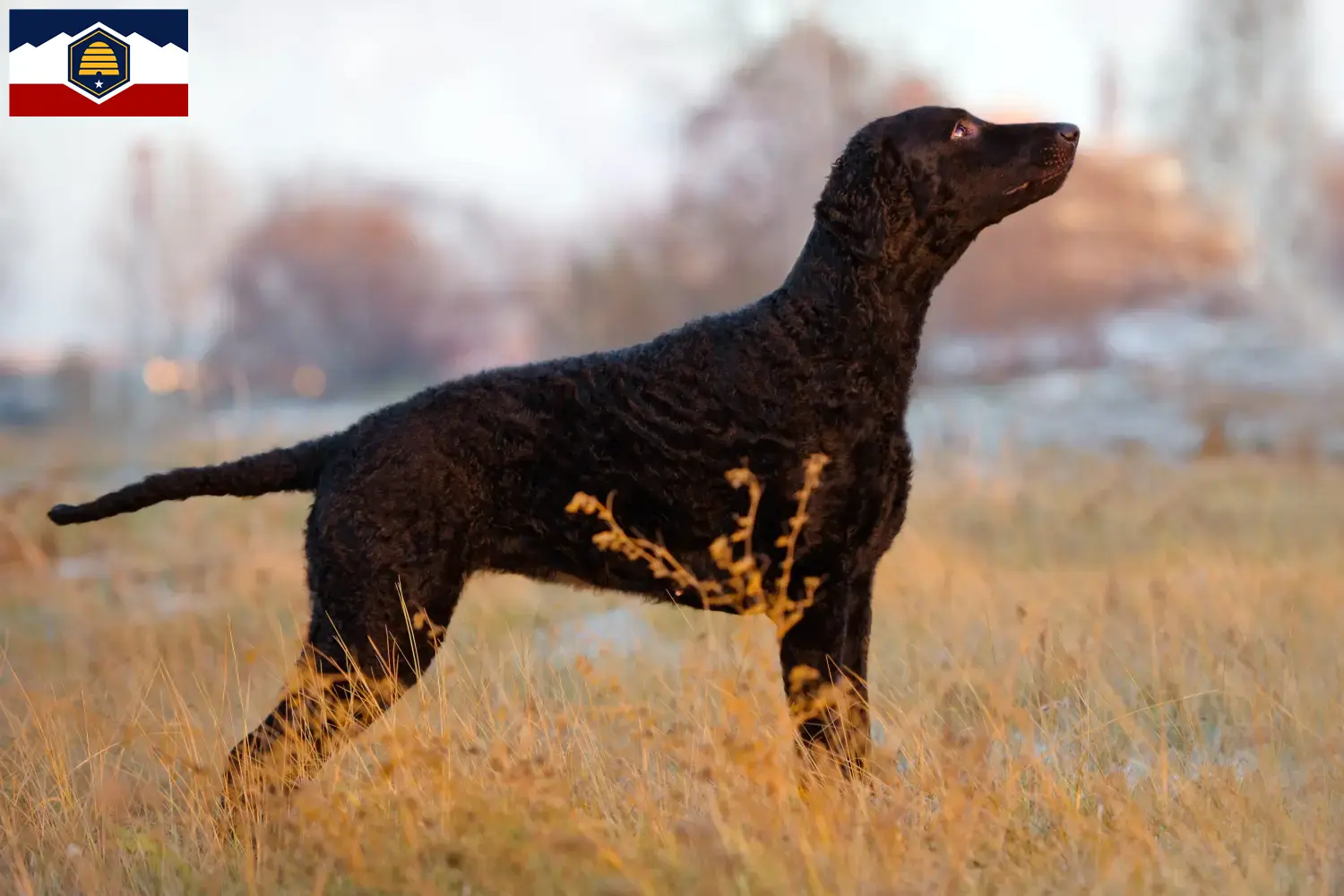 Read more about the article Curly Coated Retriever breeders and puppies in Utah