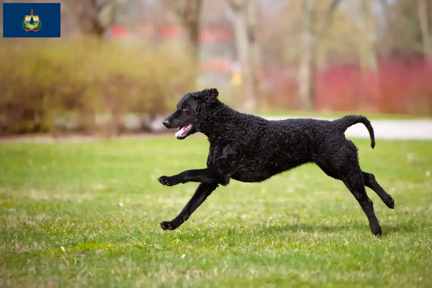 Read more about the article Curly Coated Retriever breeders and puppies in Vermont