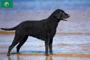 Read more about the article Curly Coated Retriever breeders and puppies in Washington