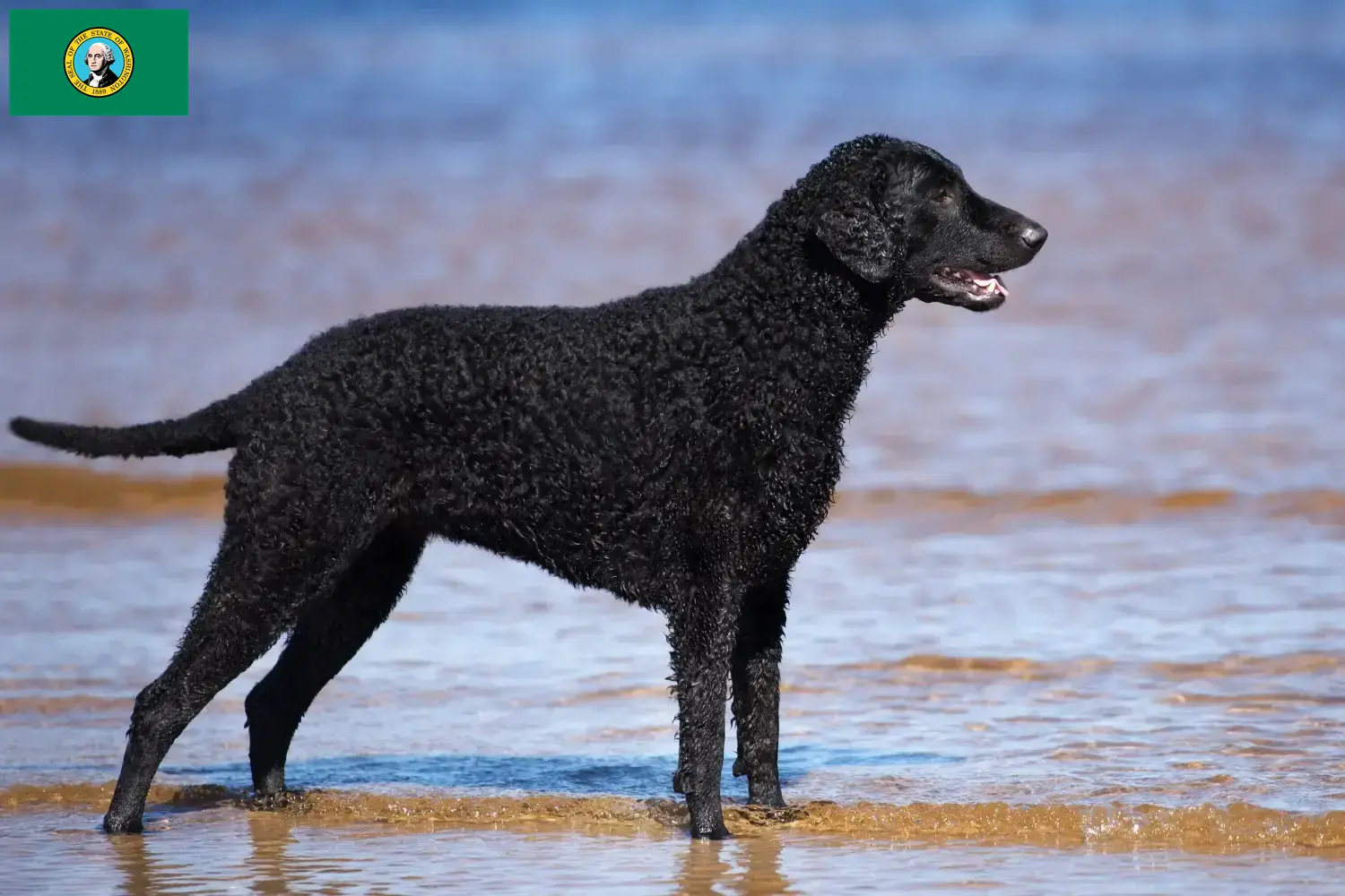 Read more about the article Curly Coated Retriever breeders and puppies in Washington