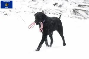 Read more about the article Curly Coated Retriever breeders and puppies in Wisconsin
