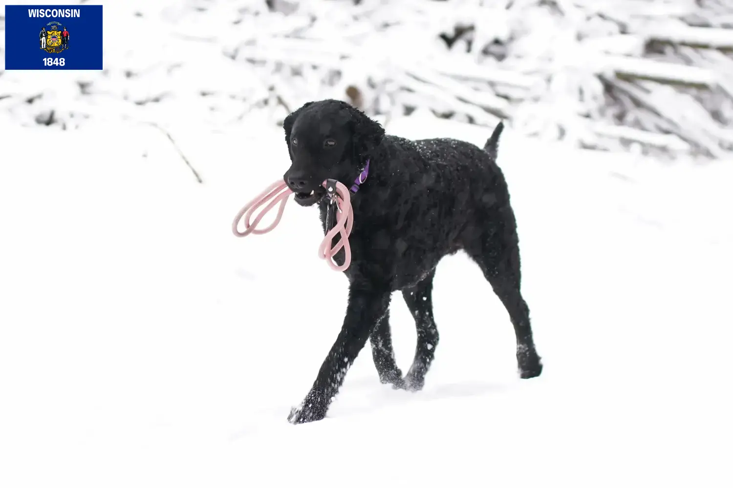 Read more about the article Curly Coated Retriever breeders and puppies in Wisconsin