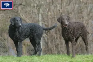 Read more about the article Curly Coated Retriever breeders and puppies in Wyoming
