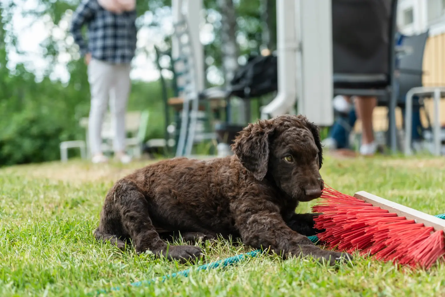 Buying a Curly Coated Retriever puppy means taking responsibility! Buy Curly Coated Retriever puppies.