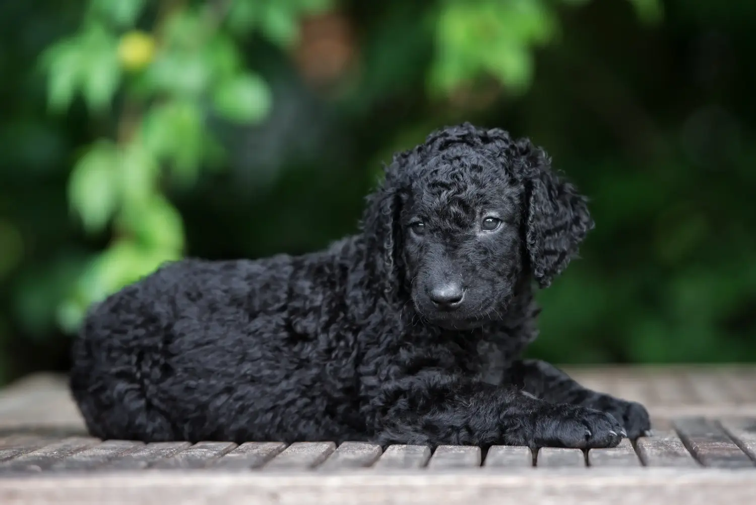 Buying a Curly Coated Retriever puppy means taking responsibility! Buy Curly Coated Retriever puppies.