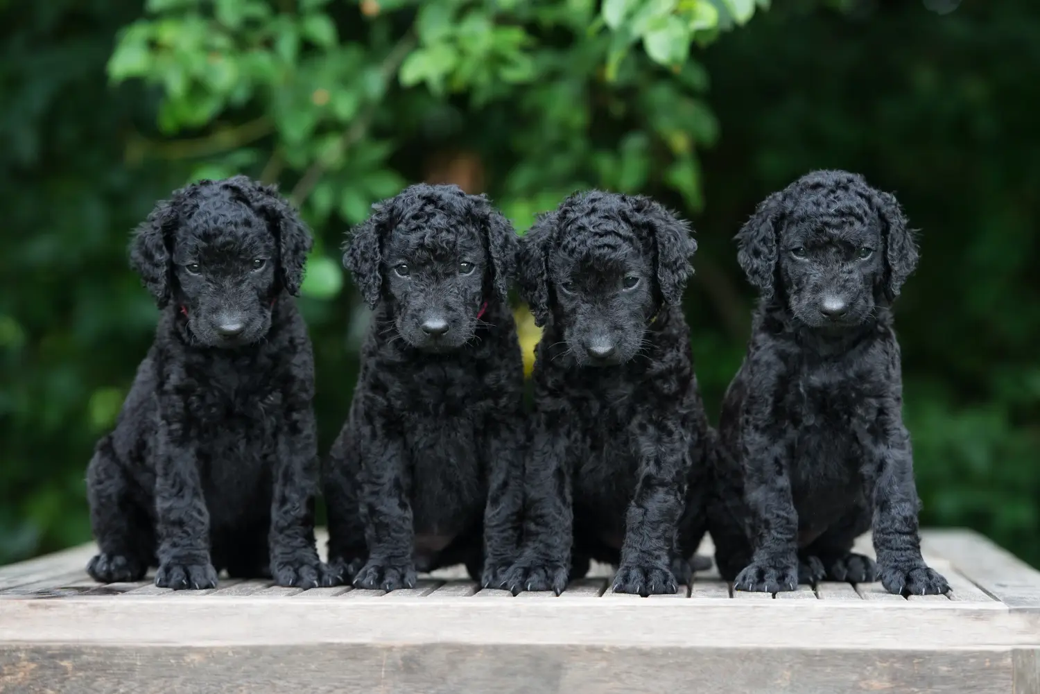 Buying a Curly Coated Retriever puppy means taking responsibility! Buy Curly Coated Retriever puppies.