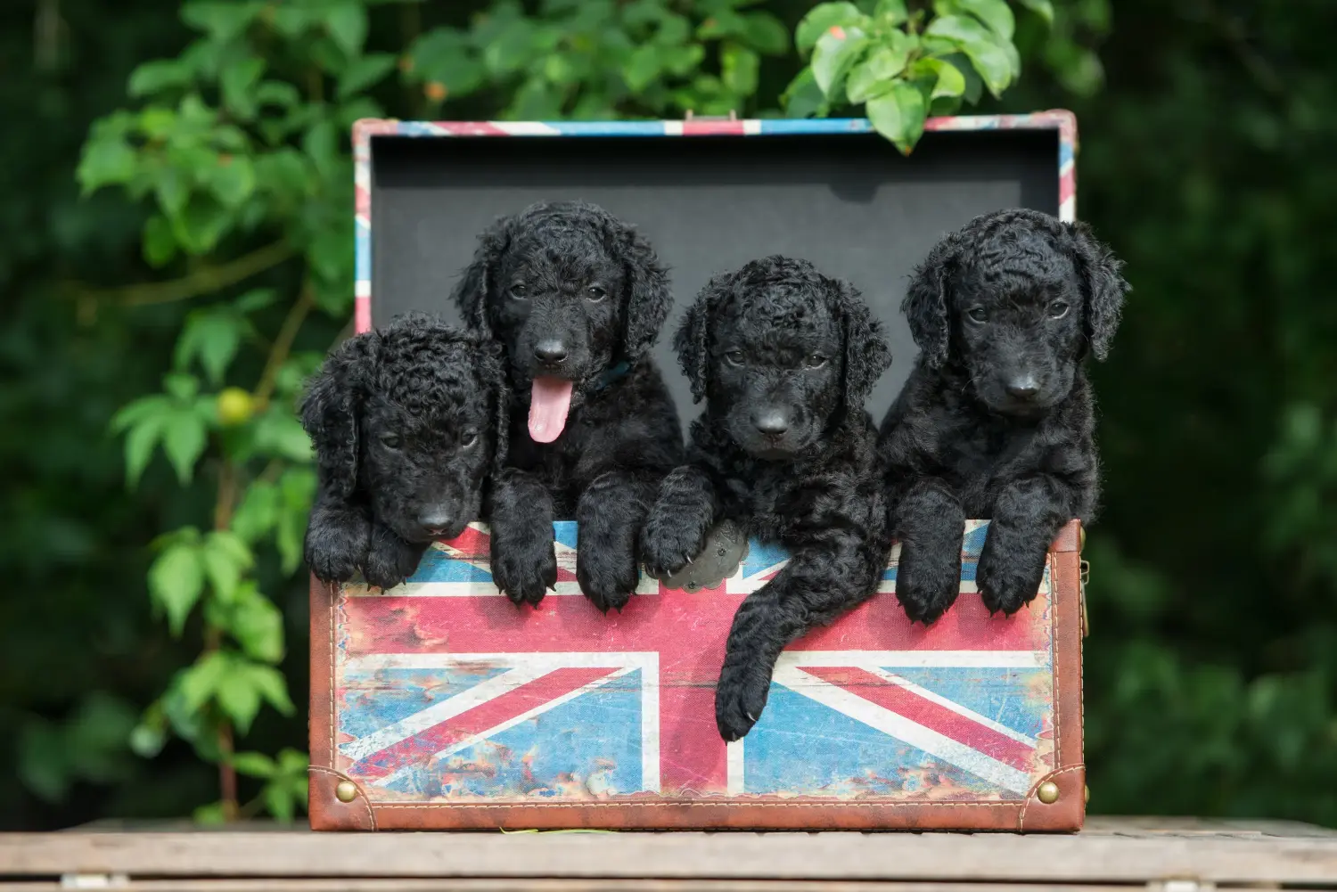 Buying a Curly Coated Retriever puppy means taking responsibility! Buy Curly Coated Retriever puppies.
