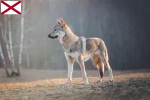 Read more about the article Czechoslovakian Wolfdog Breeder and Puppies in Alabama