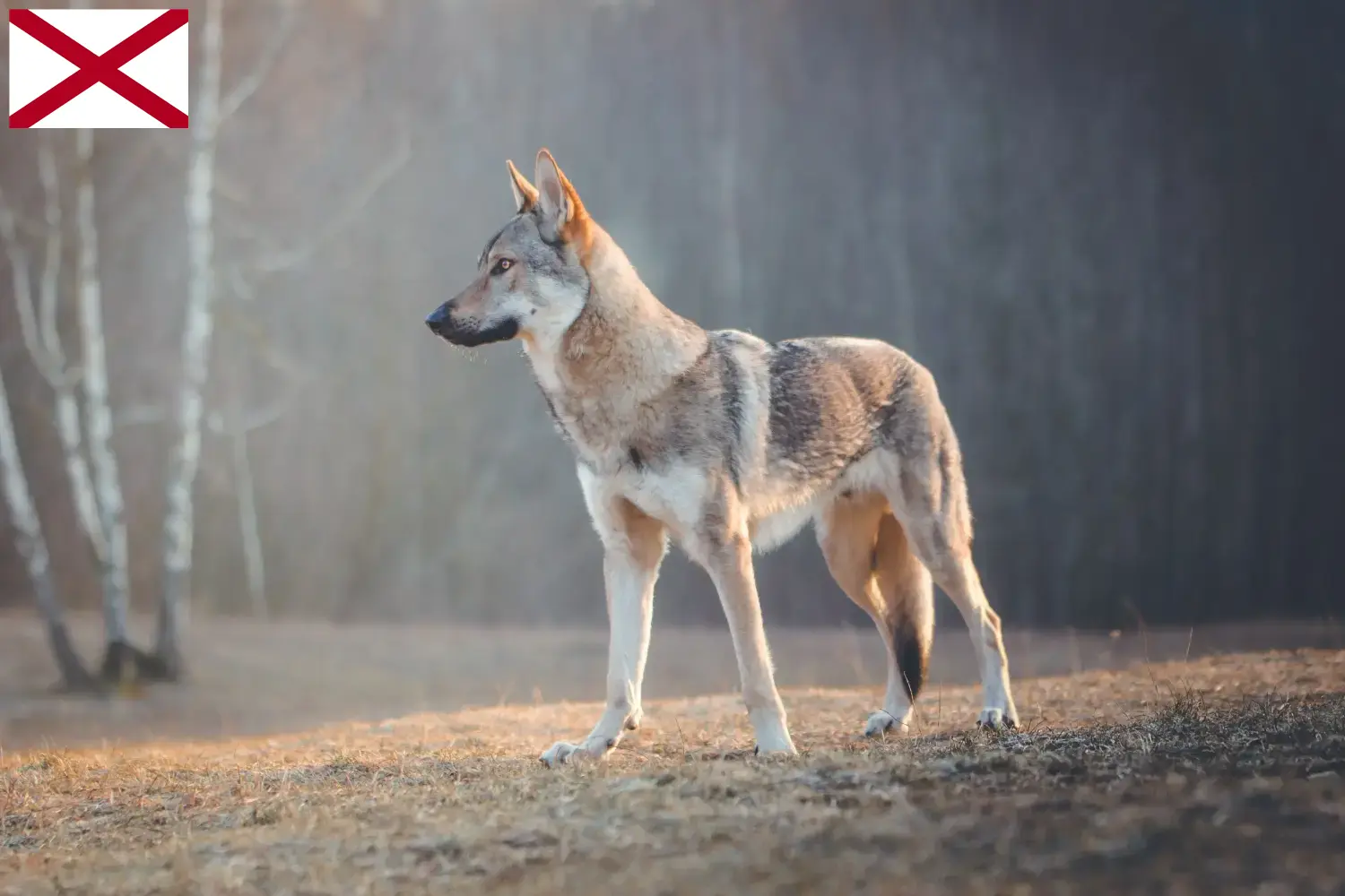 Czechoslovakian Wolfhound puppies and breeder Alabama Find Czechoslovakian Wolfdog breeders in Alabama.