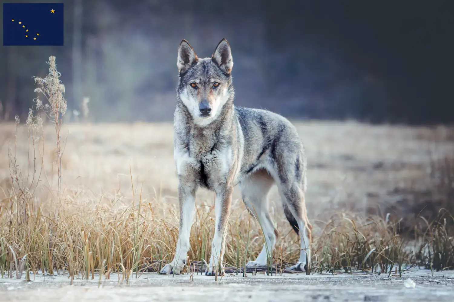 Read more about the article Czechoslovakian wolfdog breeder and puppies in Alaska