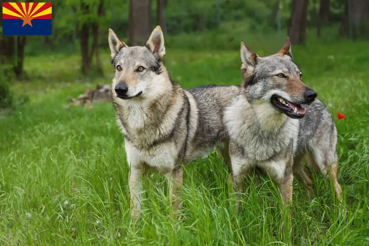 Read more about the article Czechoslovakian Wolfdog Breeder and Puppies in Arizona