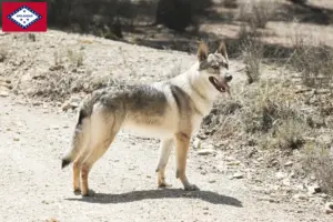 Read more about the article Czechoslovakian Wolfdog Breeder and Puppies in Arkansas