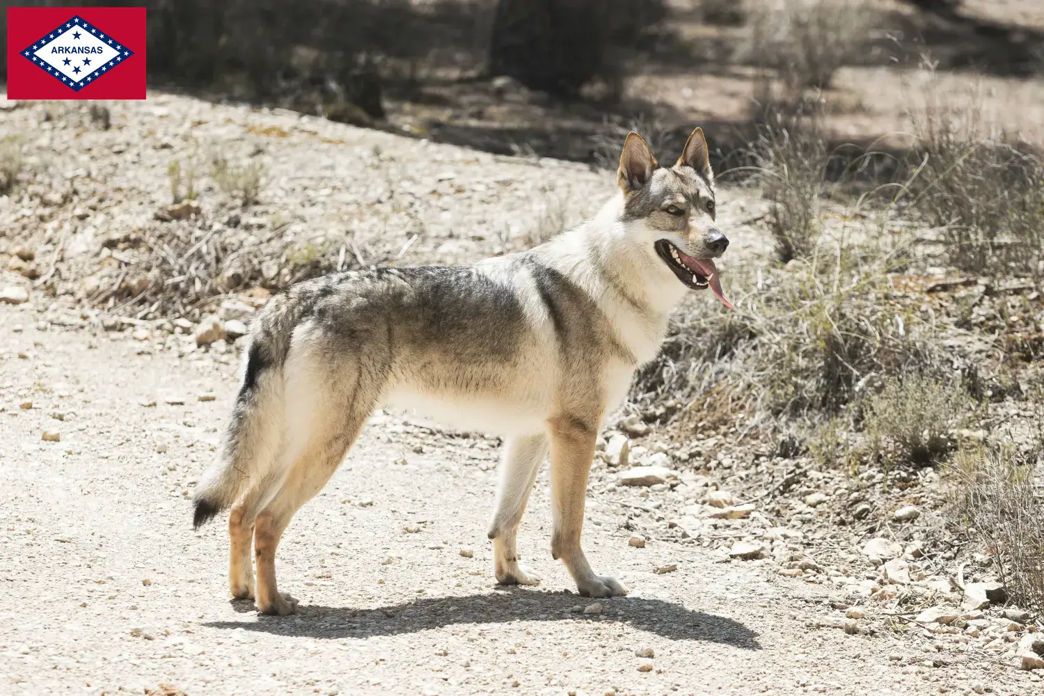 Read more about the article Czechoslovakian Wolfdog Breeder and Puppies in Arkansas