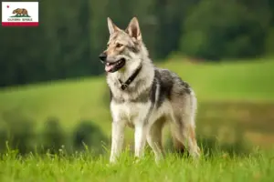 Read more about the article Czechoslovakian Wolfdog Breeder and Puppies in California