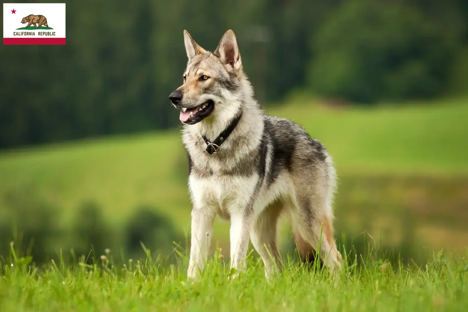 Read more about the article Czechoslovakian Wolfdog Breeder and Puppies in California