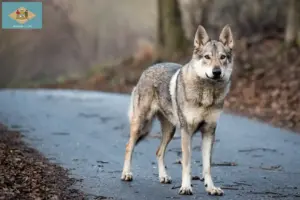 Read more about the article Czechoslovakian Wolfdog Breeder and Puppies in Delaware