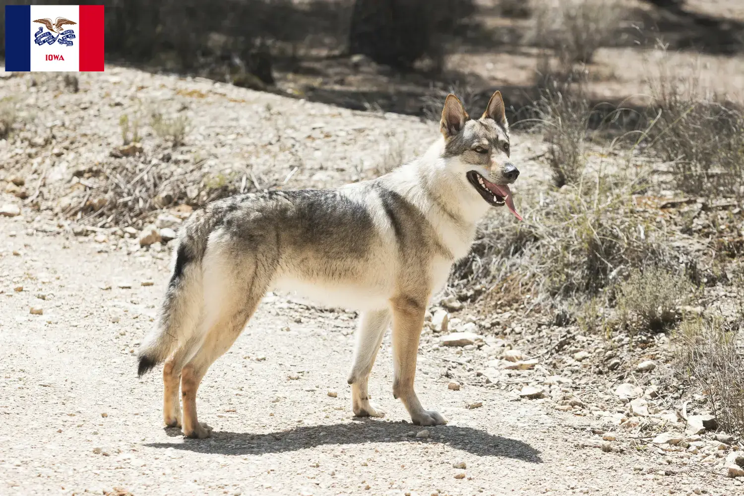 Read more about the article Czechoslovakian Wolfdog Breeder and Puppies in Iowa