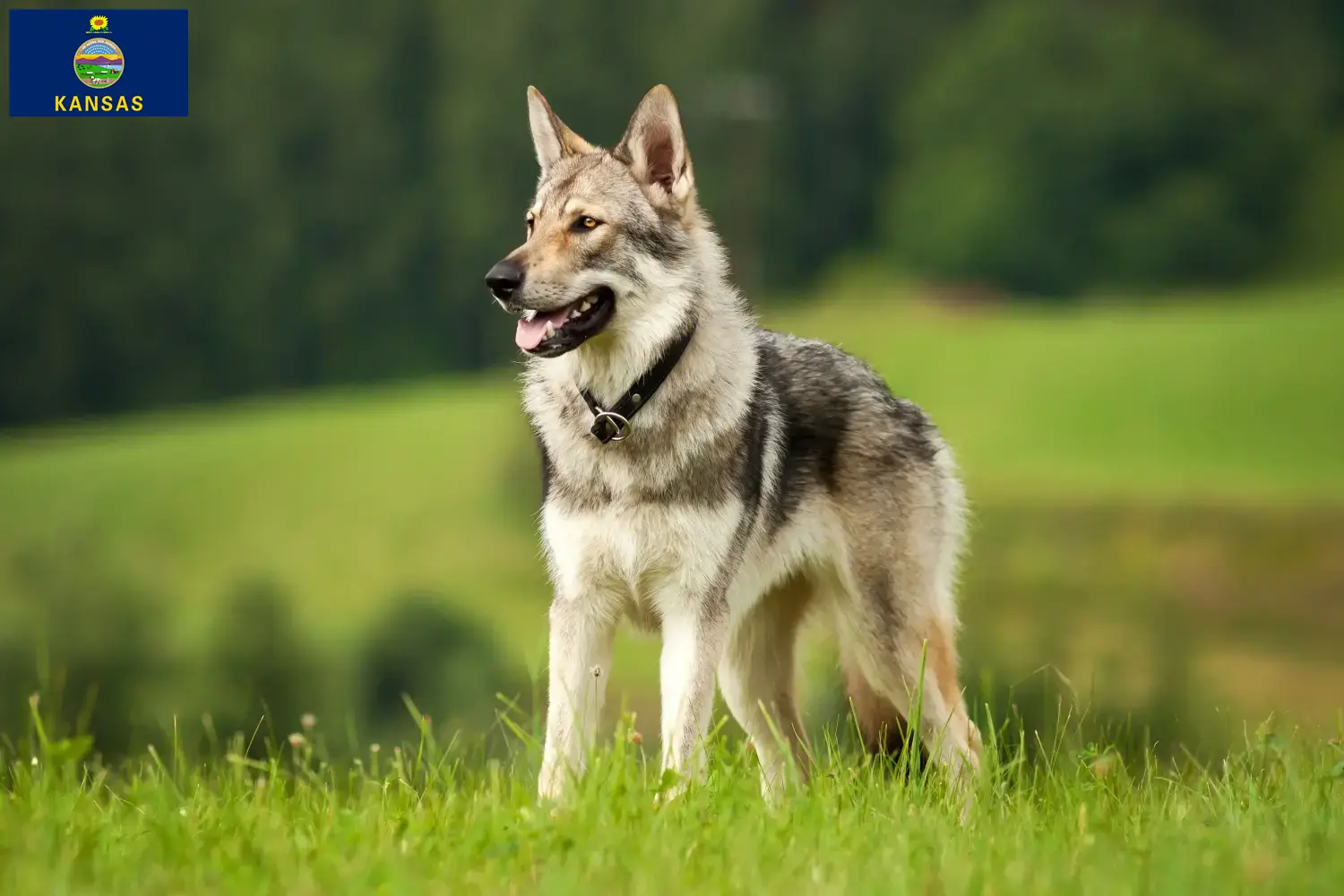 Read more about the article Czechoslovakian Wolfdog Breeder and Puppies in Kansas