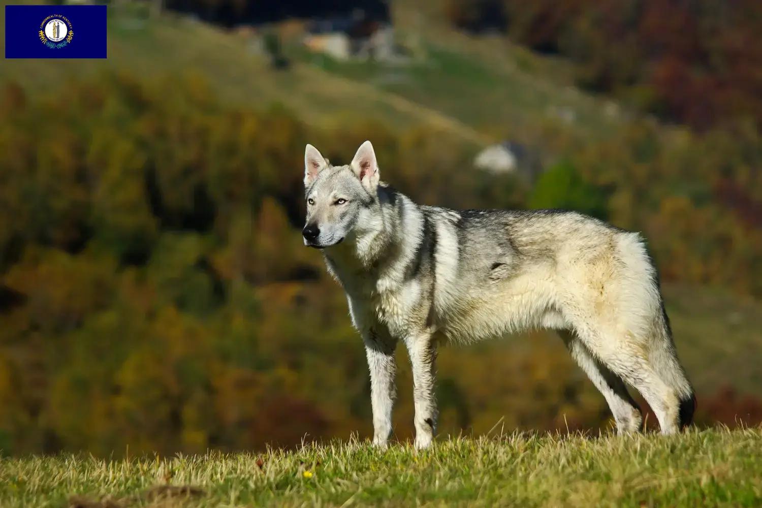 Read more about the article Czechoslovakian Wolfhound breeder and puppies in Kentucky